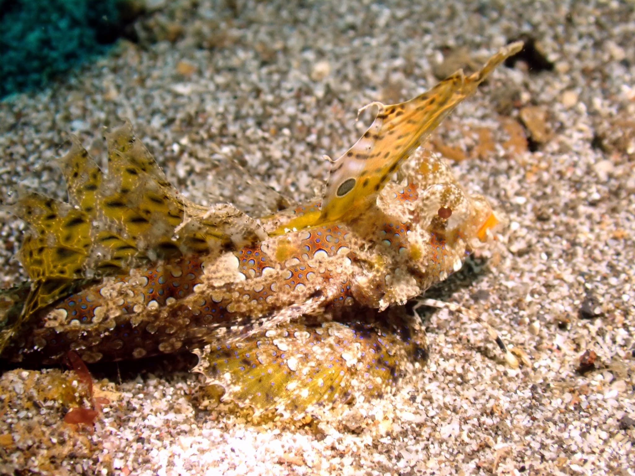 The same fingered dragonet after JellyFix restores its natural color