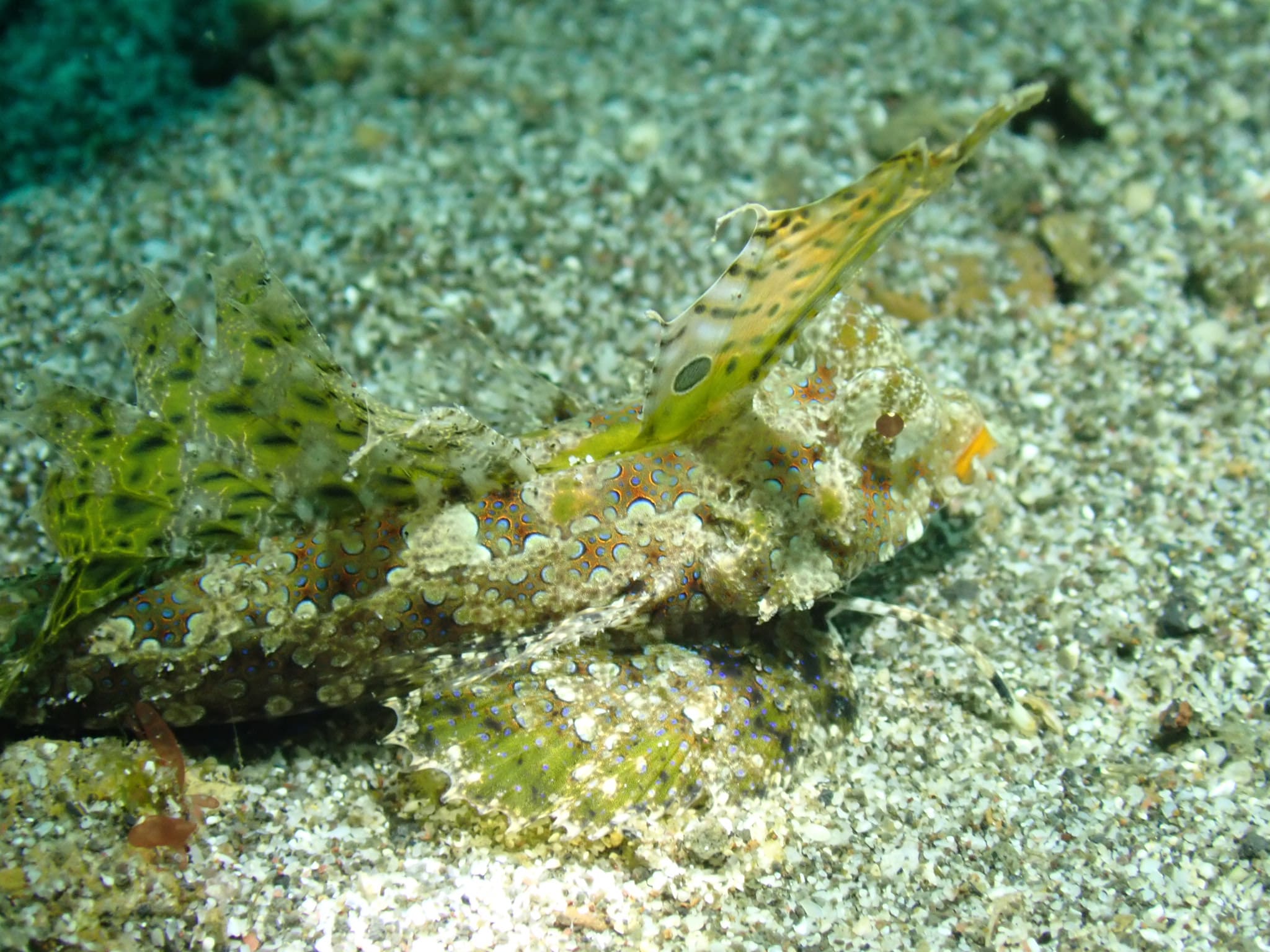 Fingered dragonet photographed at Lembeh Strait, ID, unedited and drowned in blue-green water