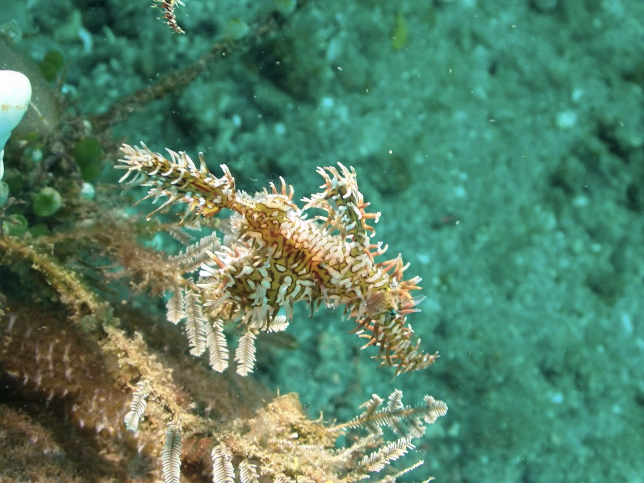 The same ghost pipefish after JellyFix restores its natural color