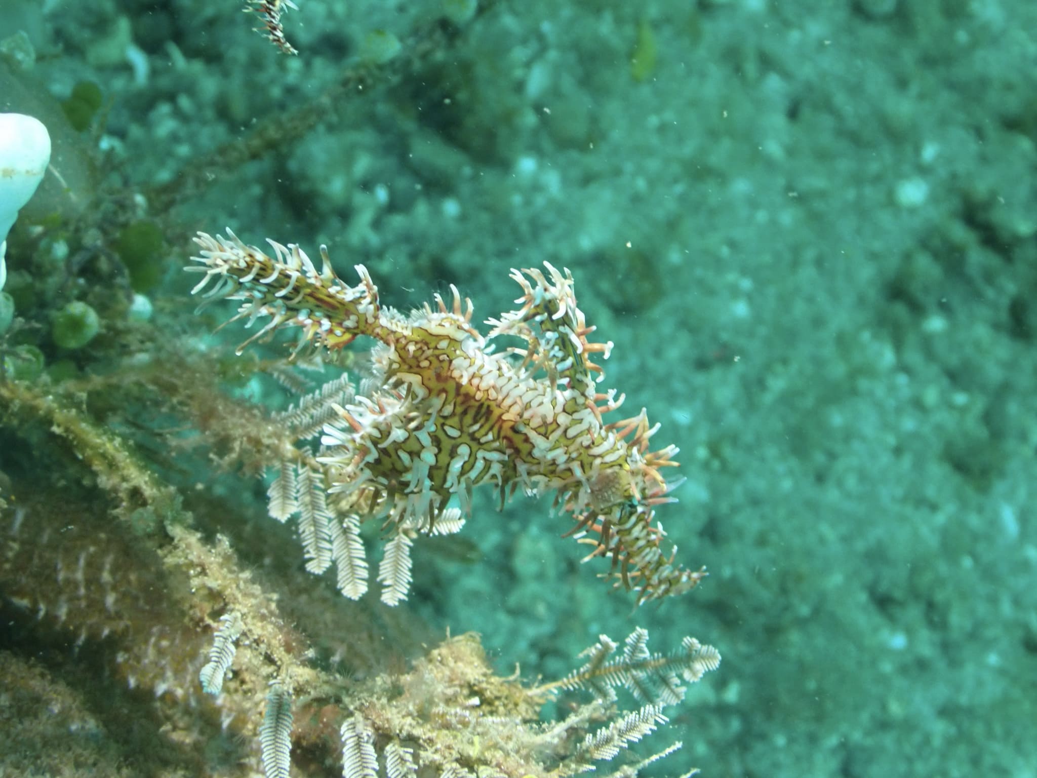 Ghost pipefish photographed at Lembeh Strait, ID, unedited and drowned in blue-green water