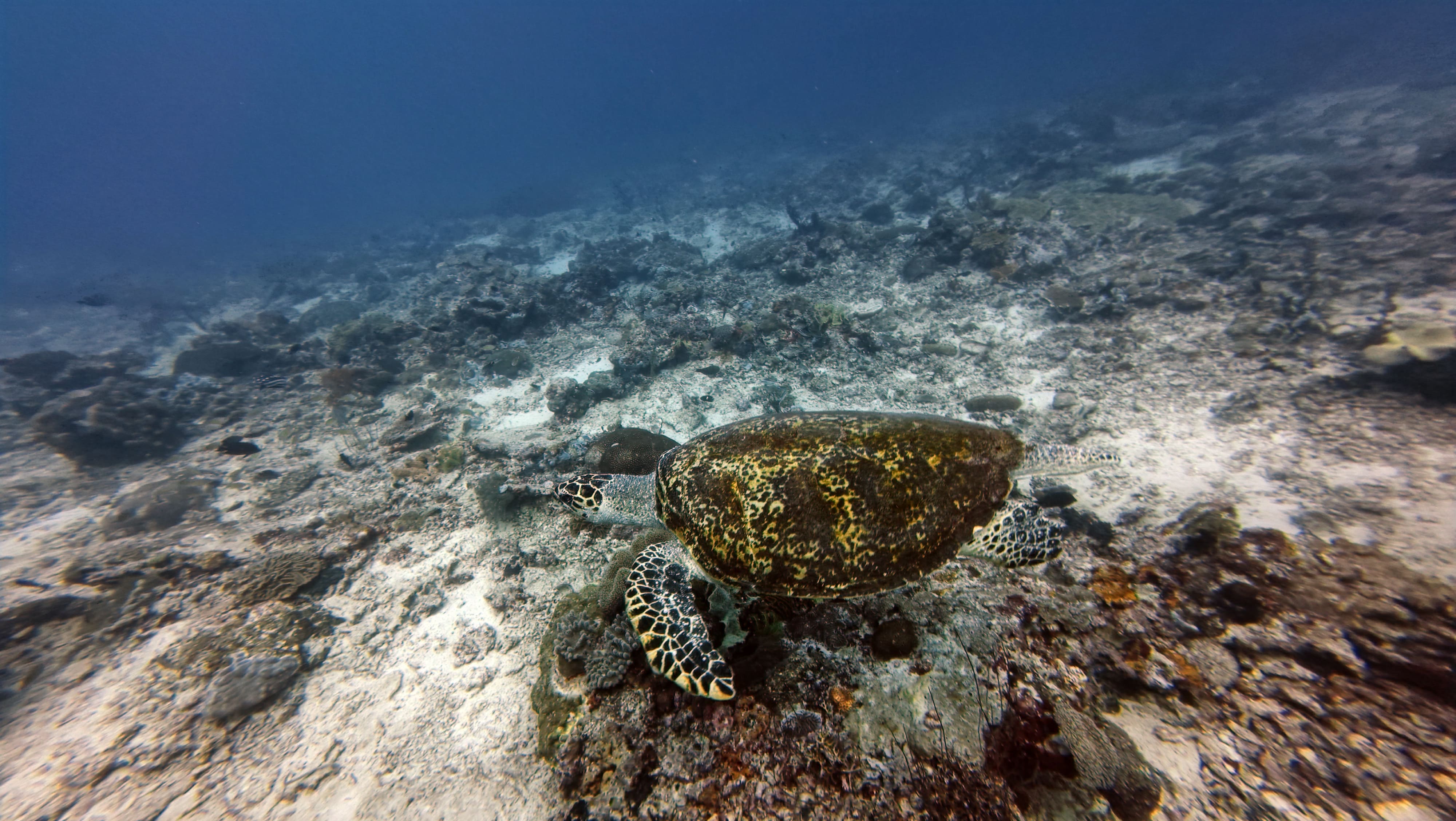 The same green turtle after JellyFix restores its natural color