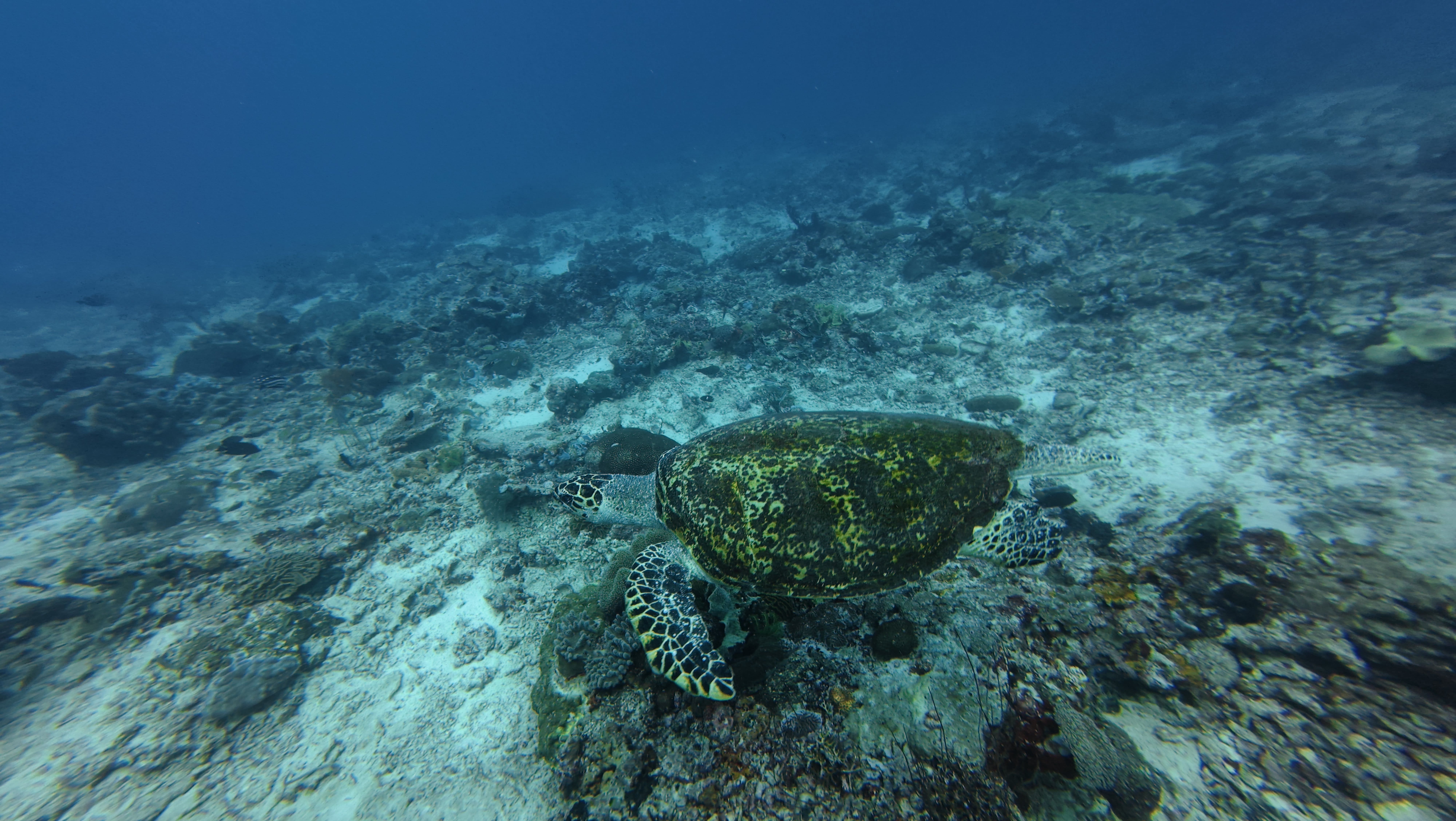Green turtle photographed at Sipadan, MY, unedited and drowned in blue-green water