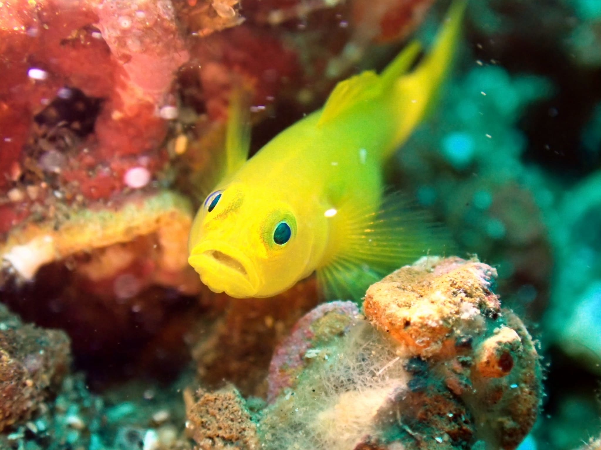 A yellow coral goby in the Lembeh Strait with its natural colors restored by JellyFix