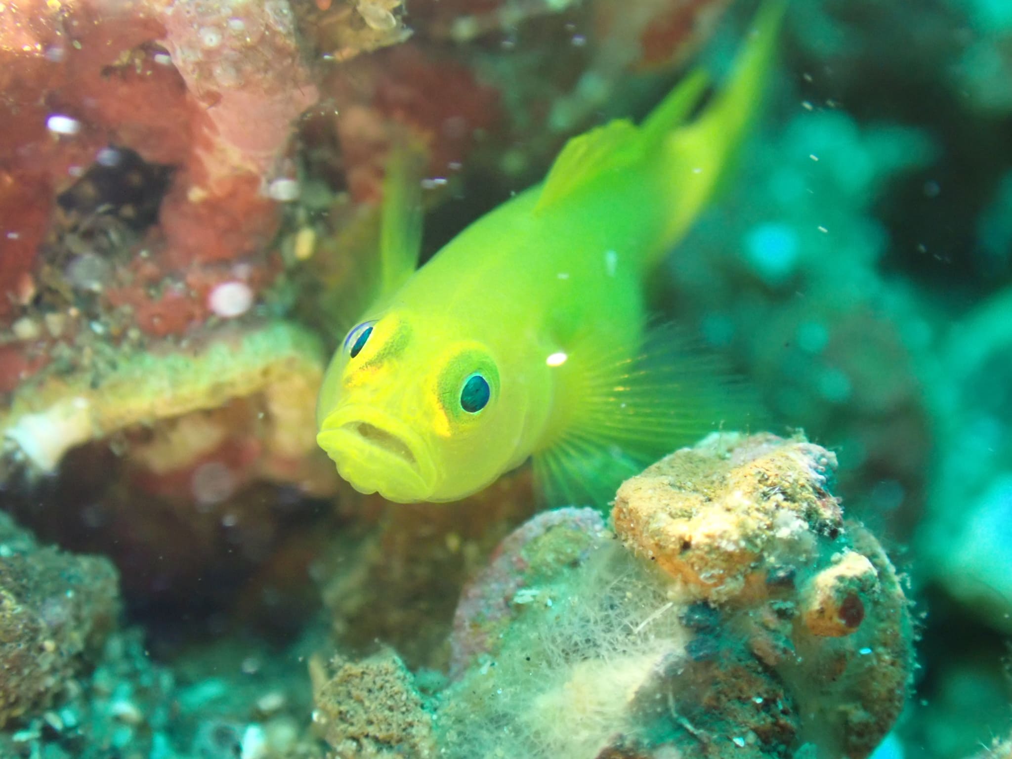The same yellow coral goby straight out of the camera, drowned in blue by the water