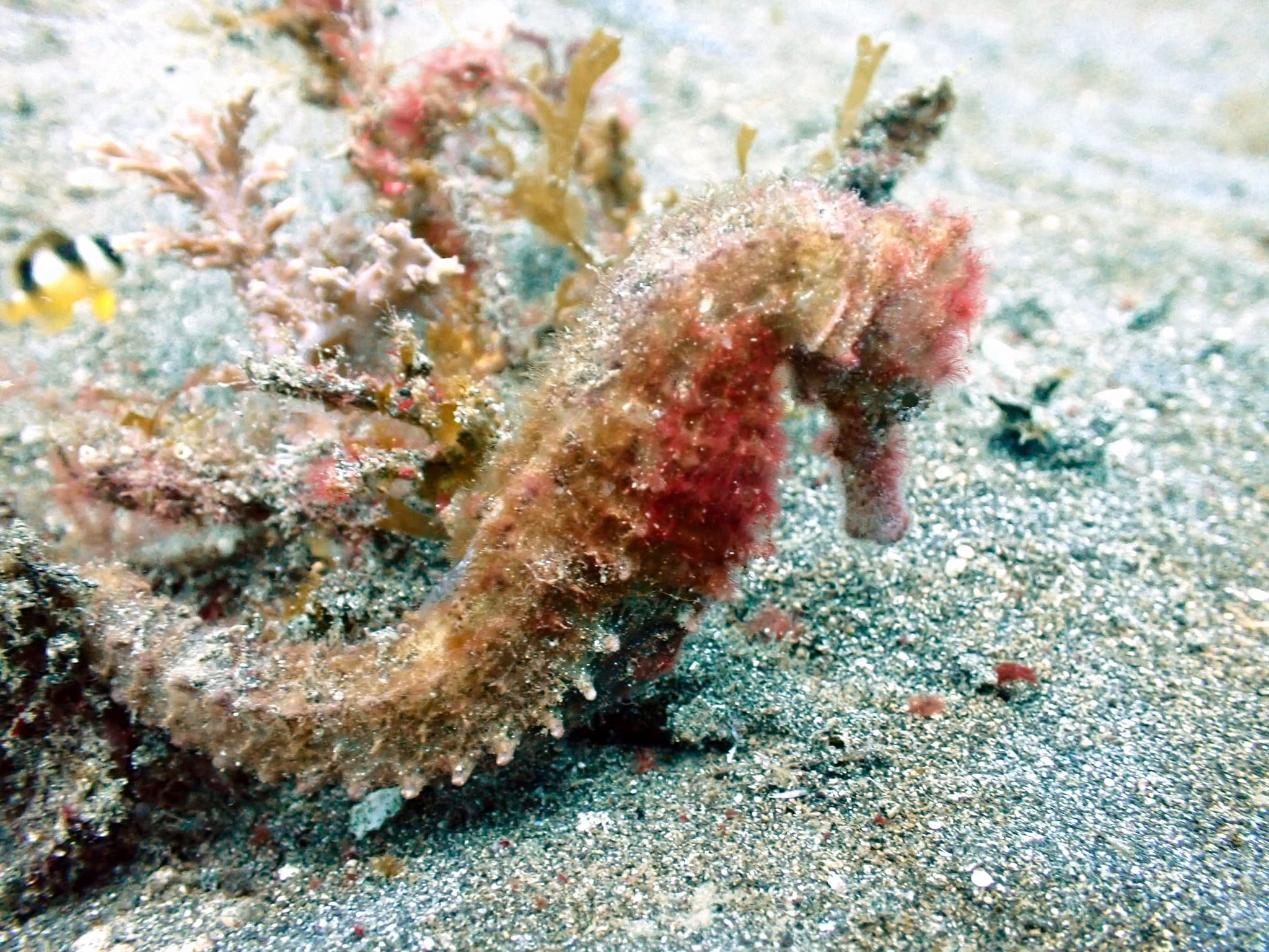 The same sea horse after JellyFix restores its natural color
