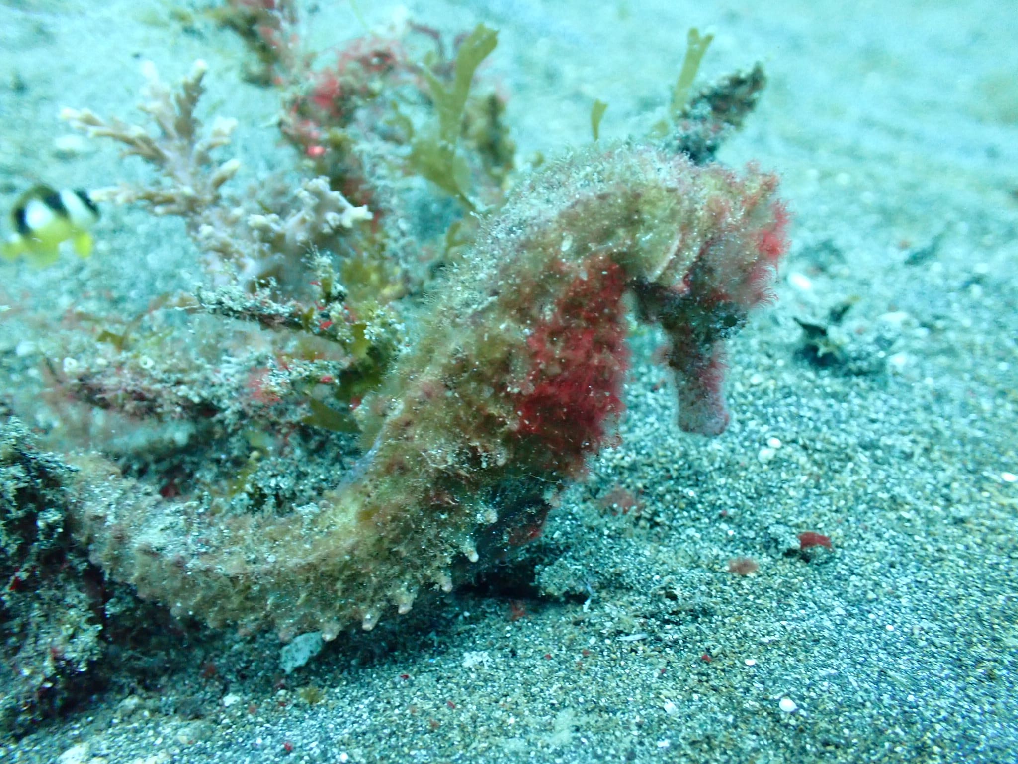 Sea Horse photographed at Lembeh Strait, ID, unedited and drowned in blue-green water