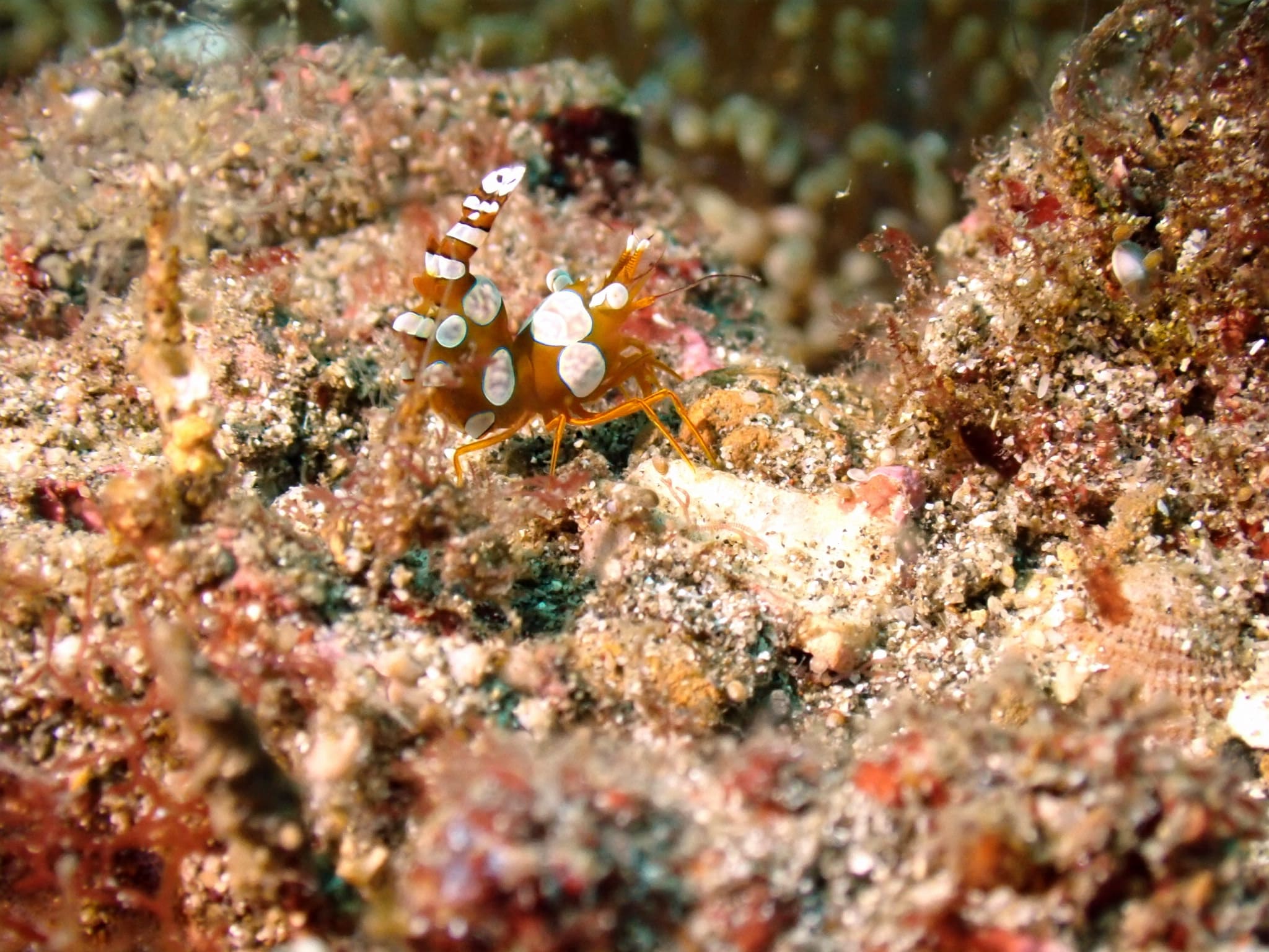 The same shrimp after JellyFix restores its natural color