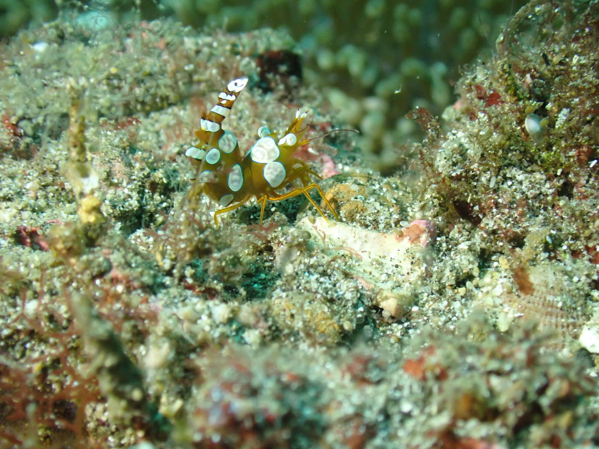 Shrimp photographed at Lembeh Strait, ID, unedited and drowned in blue-green water