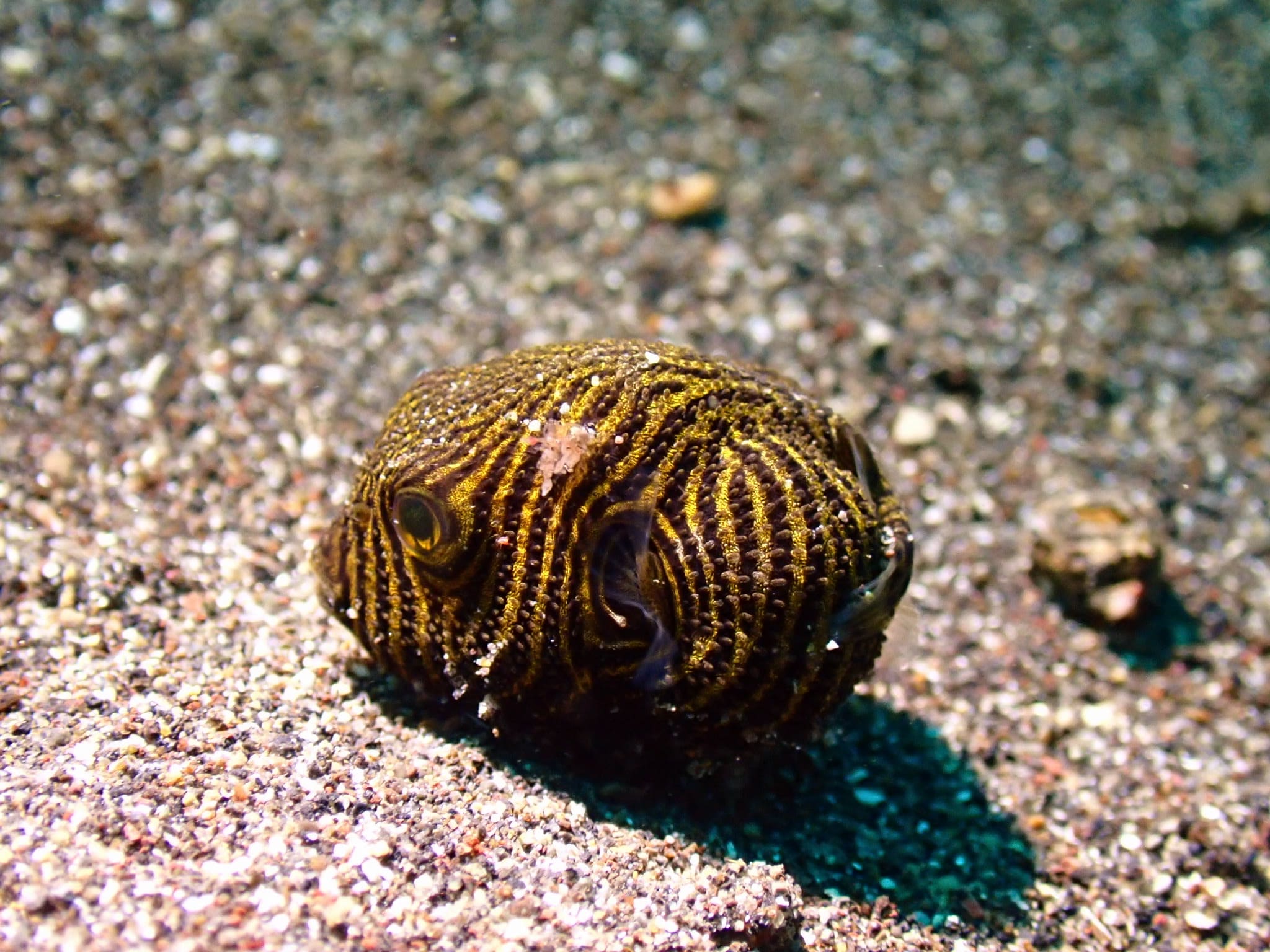 The same starry puffer after JellyFix restores its natural color