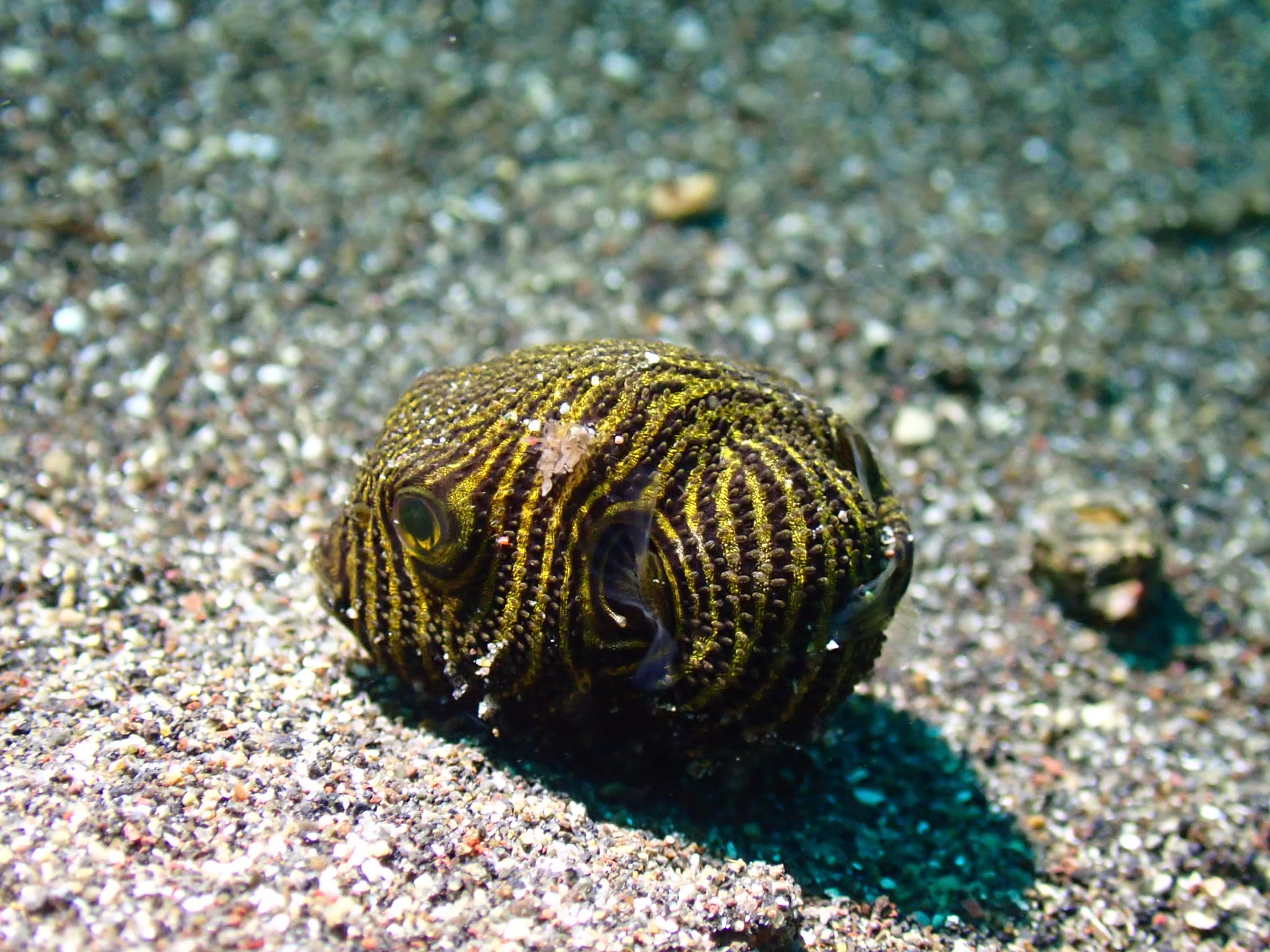 Starry puffer photographed at Lembeh Strait, ID, unedited and drowned in blue-green water
